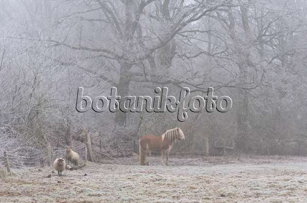 563015 - Pasture with sheeps and horse in winter