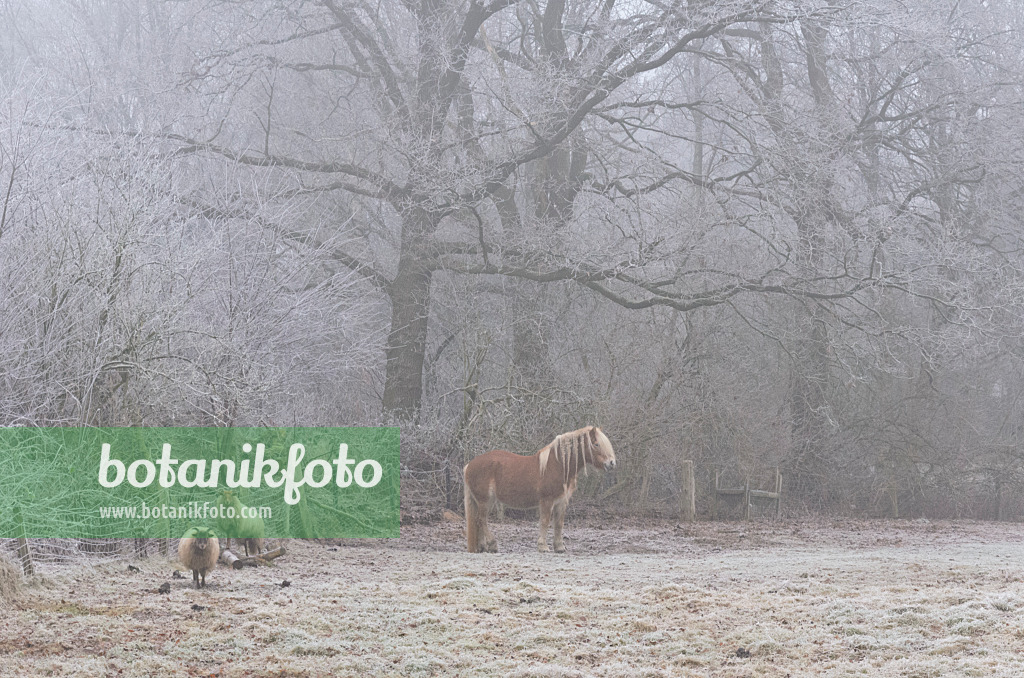 563015 - Pasture with sheeps and horse in winter