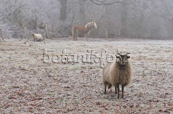 563016 - Pasture with sheeps and horse in winter
