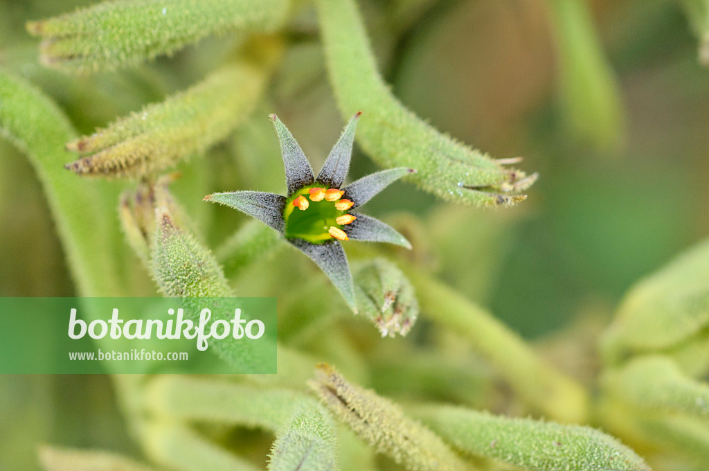 487124 - Pattes de kangourou (Anigozanthos)