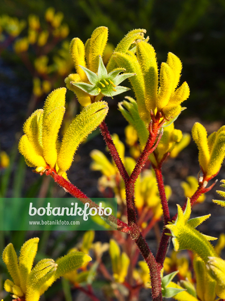 455069 - Pattes de kangourou (Anigozanthos Bush Haze)