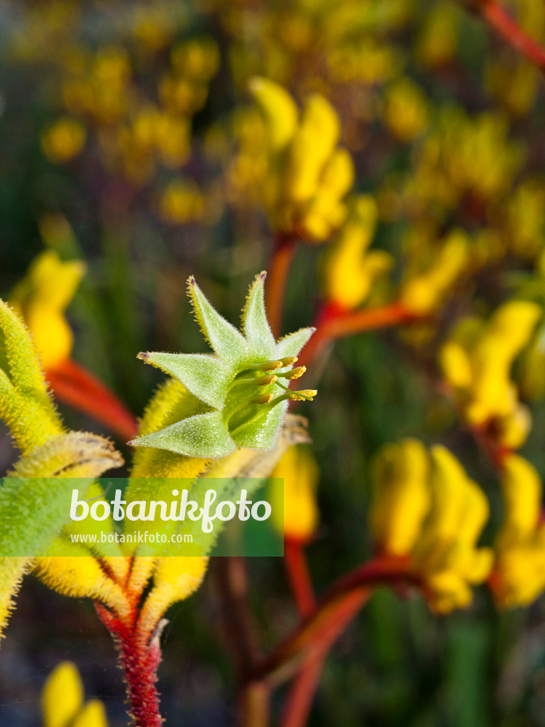 455070 - Pattes de kangourou (Anigozanthos Bush Haze)