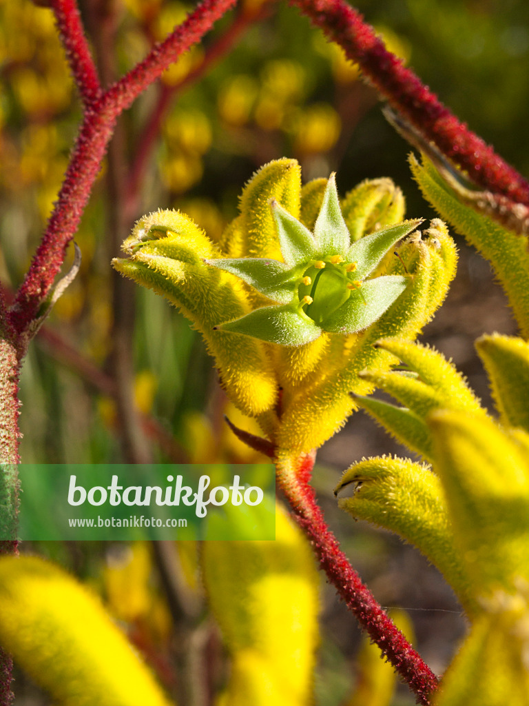 455071 - Pattes de kangourou (Anigozanthos Bush Haze)