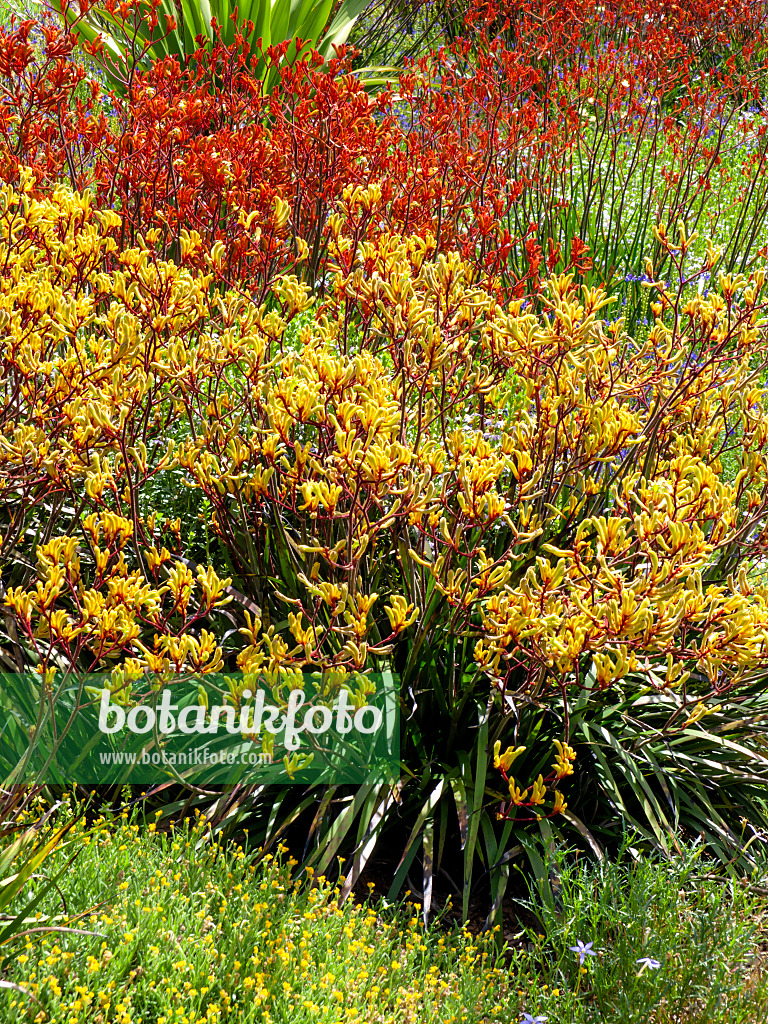 455372 - Pattes de kangourou (Anigozanthos Bush Haze)