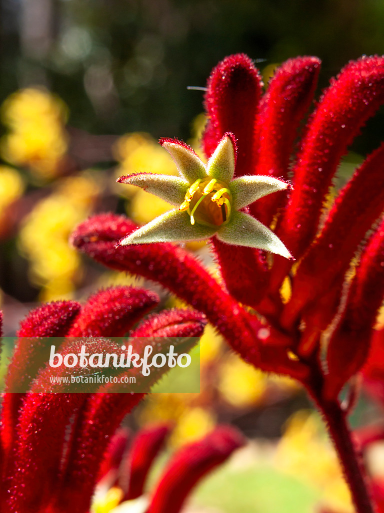 455310 - Pattes de kangourou (Anigozanthos Bush Ruby)