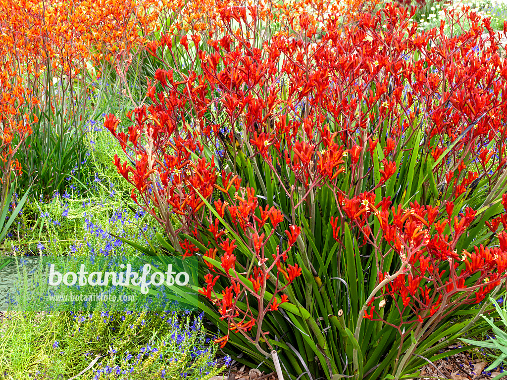 455371 - Pattes de kangourou (Anigozanthos Bush Ruby)