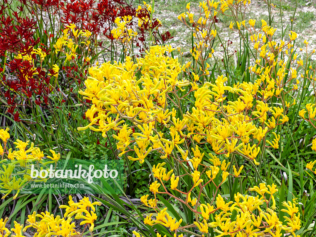 455341 - Pattes de kangourou (Anigozanthos flavidus)