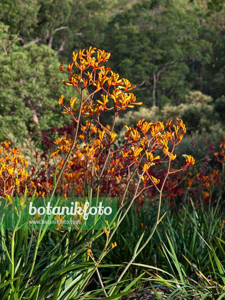 455068 - Pattes de kangourou (Anigozanthos Topaz)