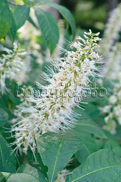 486133 - Pavier blanc (Aesculus parviflora)