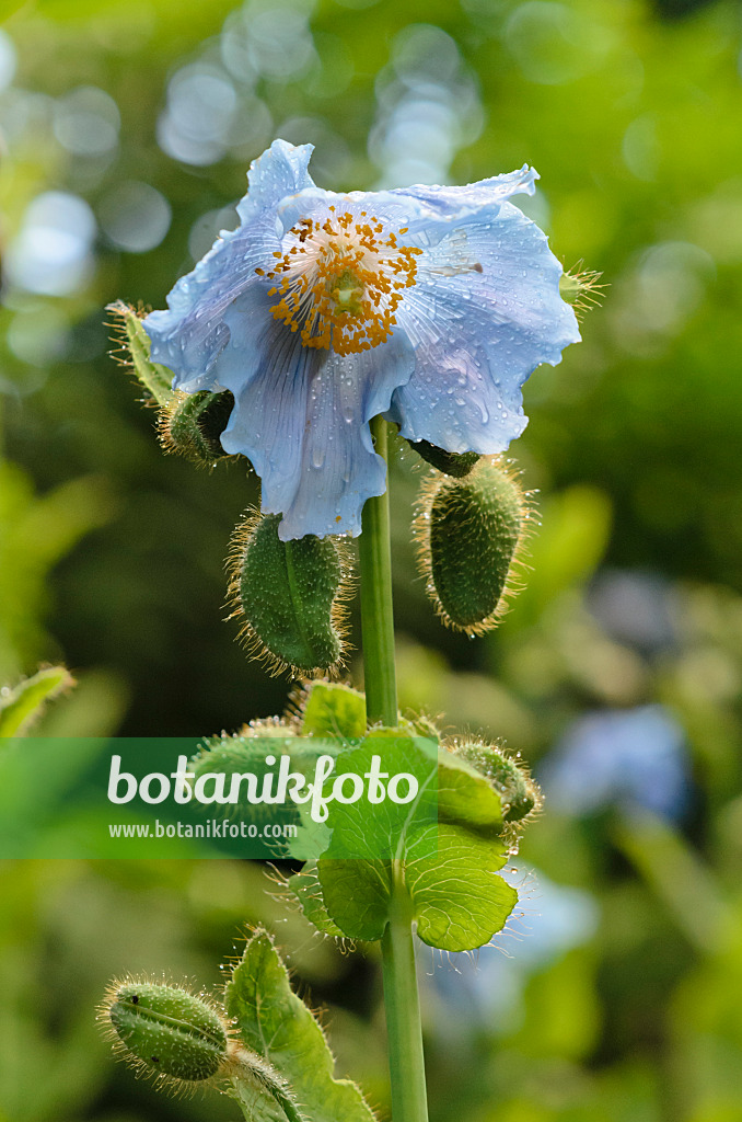 521014 - Pavot bleu de l'Himalaya (Meconopsis betonicifolia)