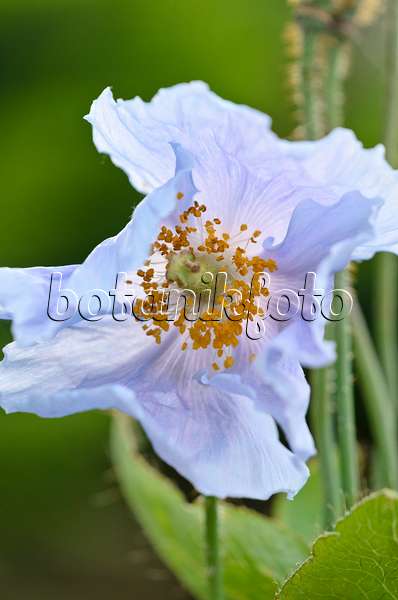 534008 - Pavot bleu de l'Himalaya (Meconopsis betonicifolia)