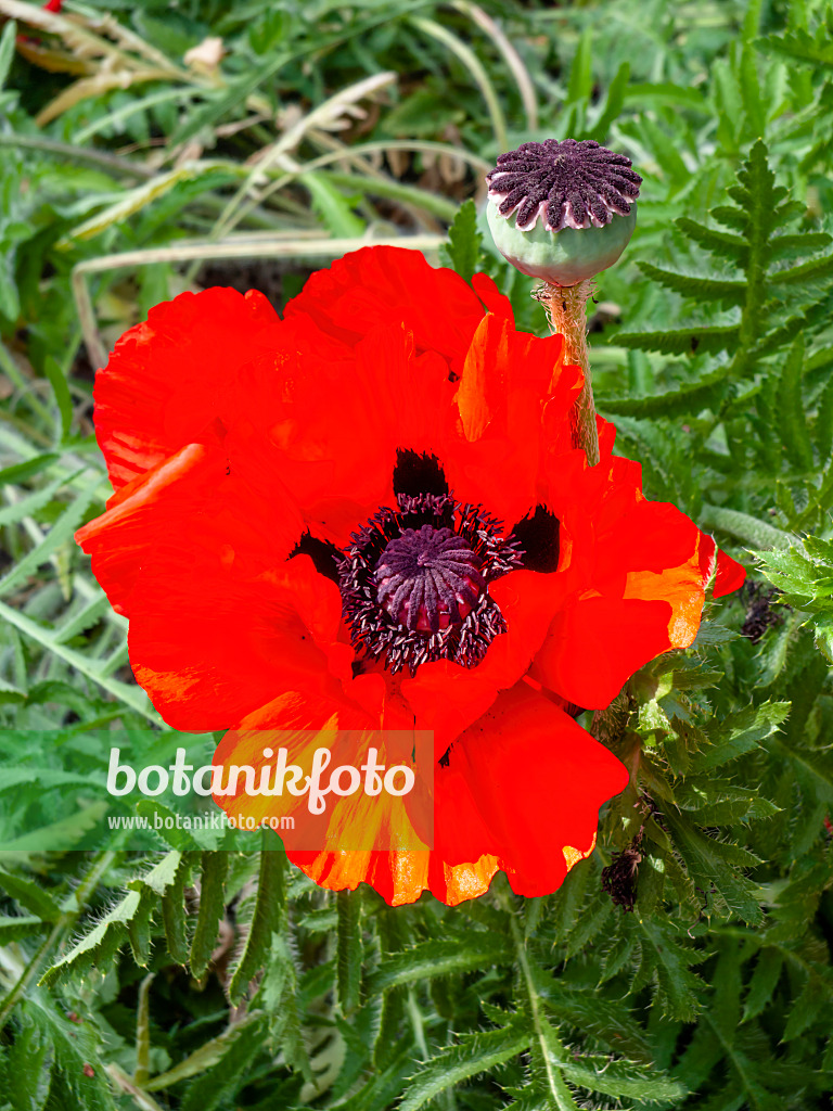 461031 - Pavot d'Orient (Papaver orientale)