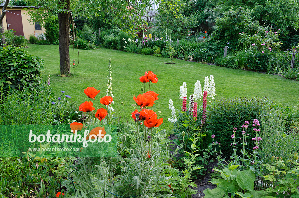 472368 - Pavot d'Orient (Papaver orientale)