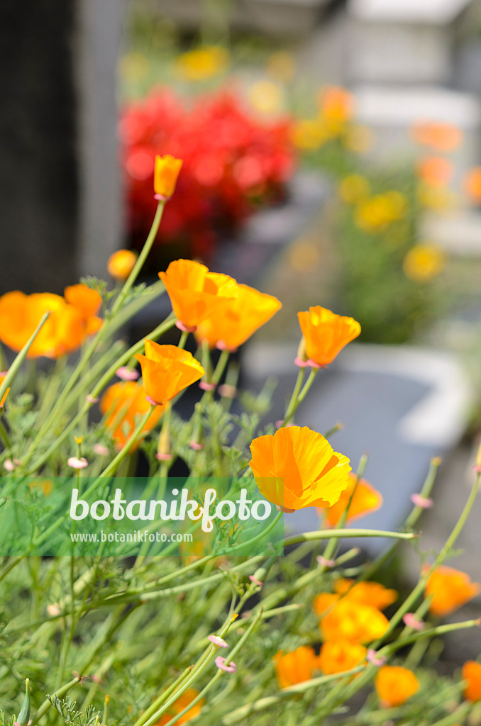 521416 - Pavot de Californie (Eschscholzia californica) entre des pierres tombales