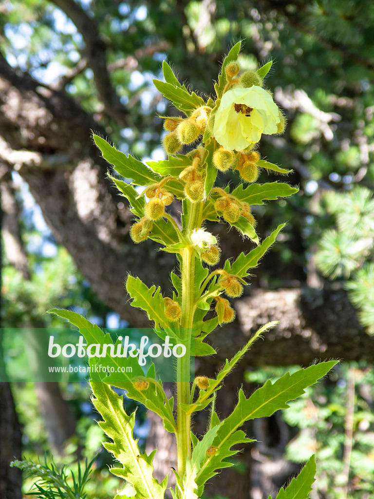 439347 - Pavot de satin (Meconopsis napaulensis)