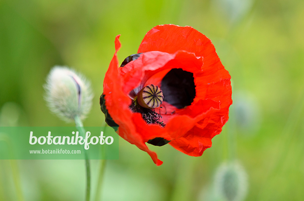 522036 - Pavot (Papaver commutatum)