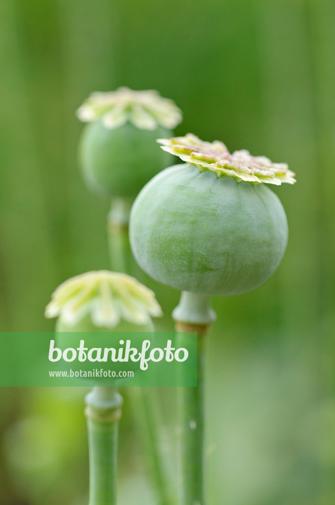 473341 - Pavot somnifère (Papaver somniferum)