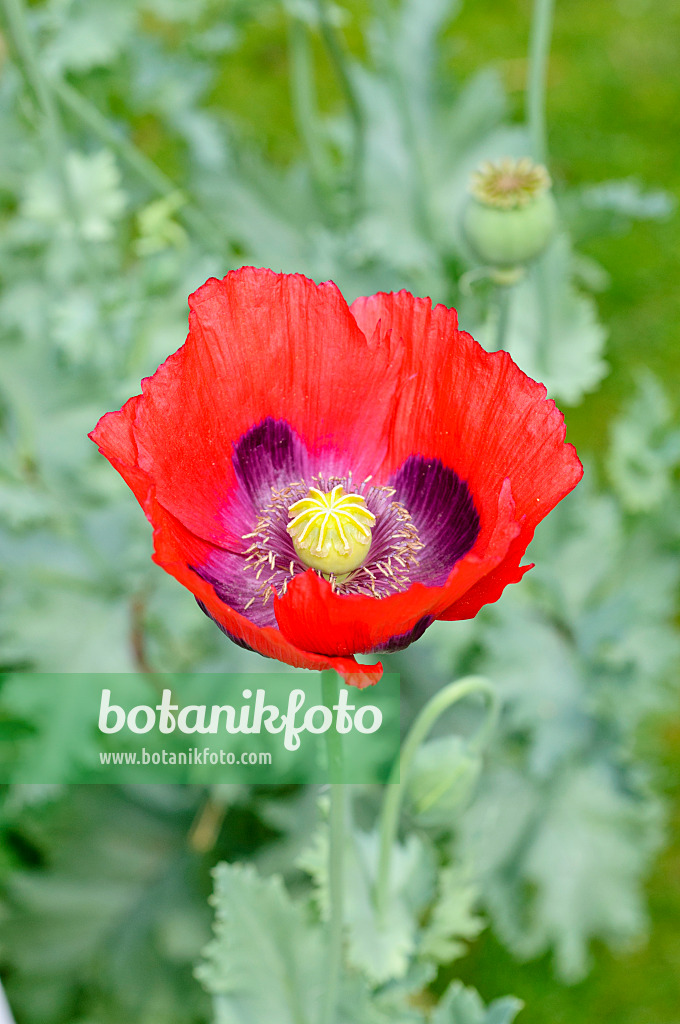 474121 - Pavot somnifère (Papaver somniferum)