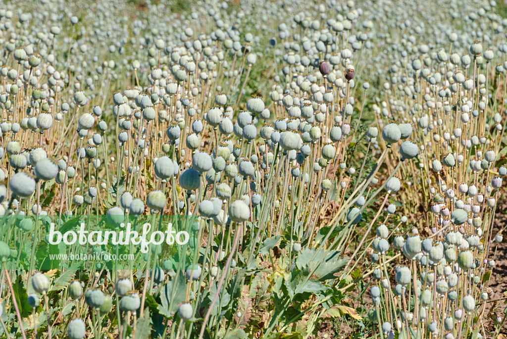 475050 - Pavot somnifère (Papaver somniferum)