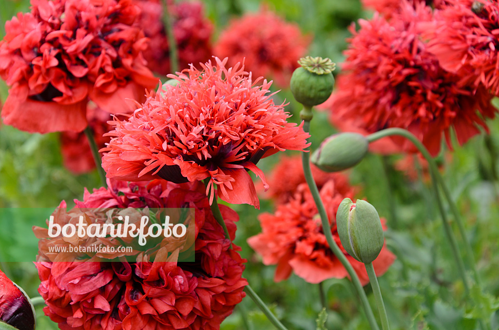 497312 - Pavot somnifère (Papaver somniferum)