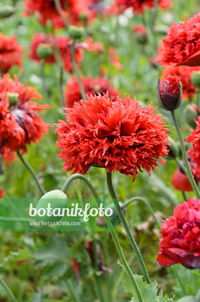 497315 - Pavot somnifère (Papaver somniferum)