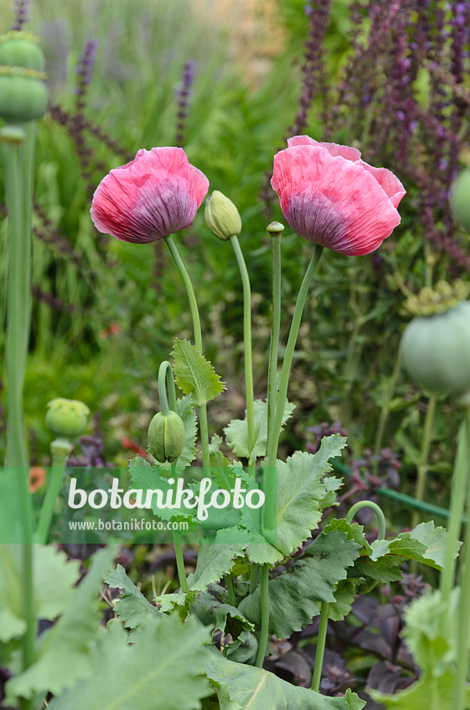 497347 - Pavot somnifère (Papaver somniferum)