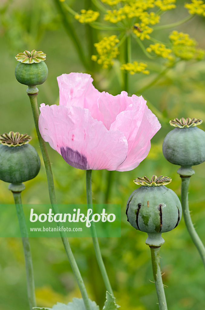 521351 - Pavot somnifère (Papaver somniferum)