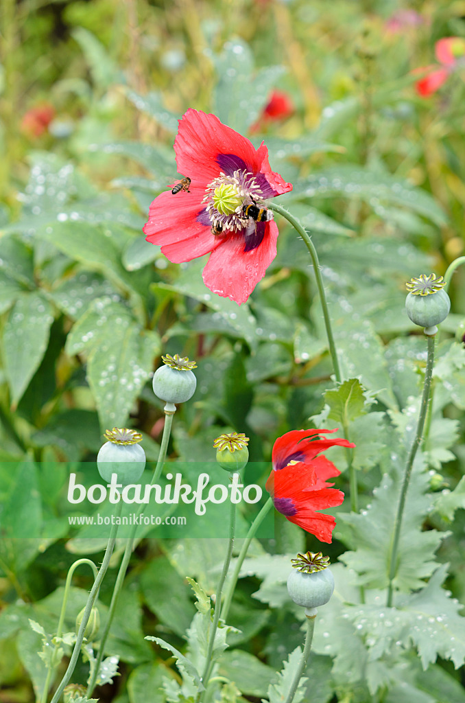 521450 - Pavot somnifère (Papaver somniferum)