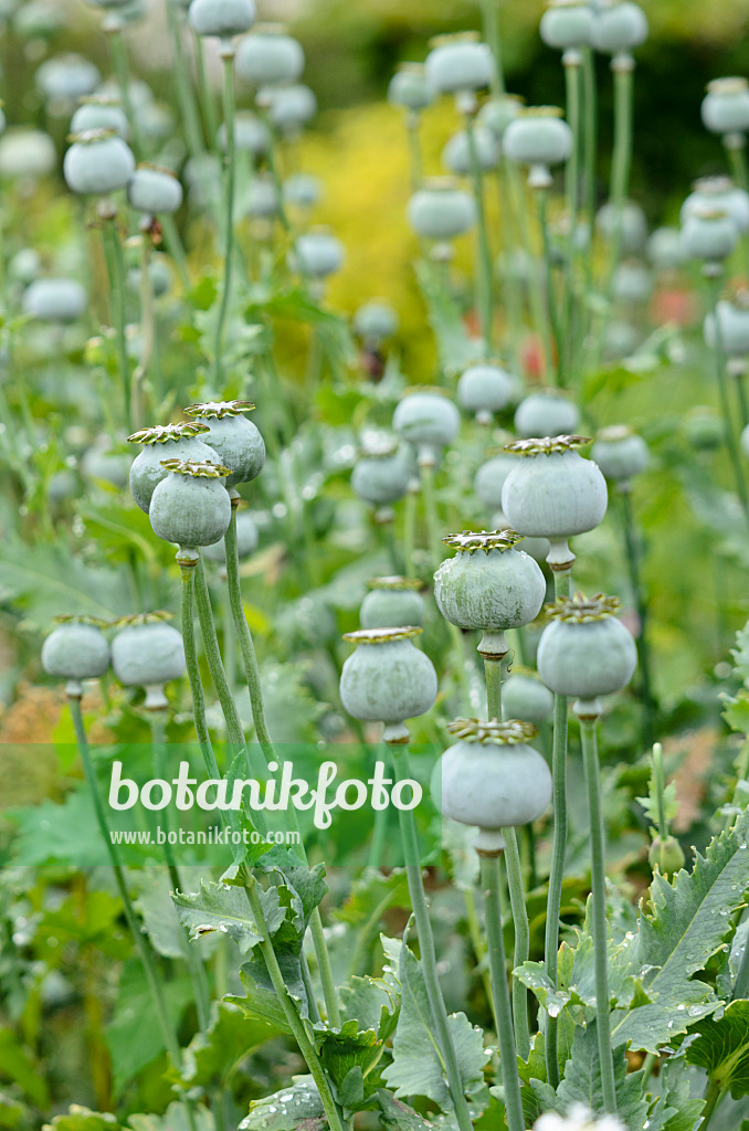 521454 - Pavot somnifère (Papaver somniferum)