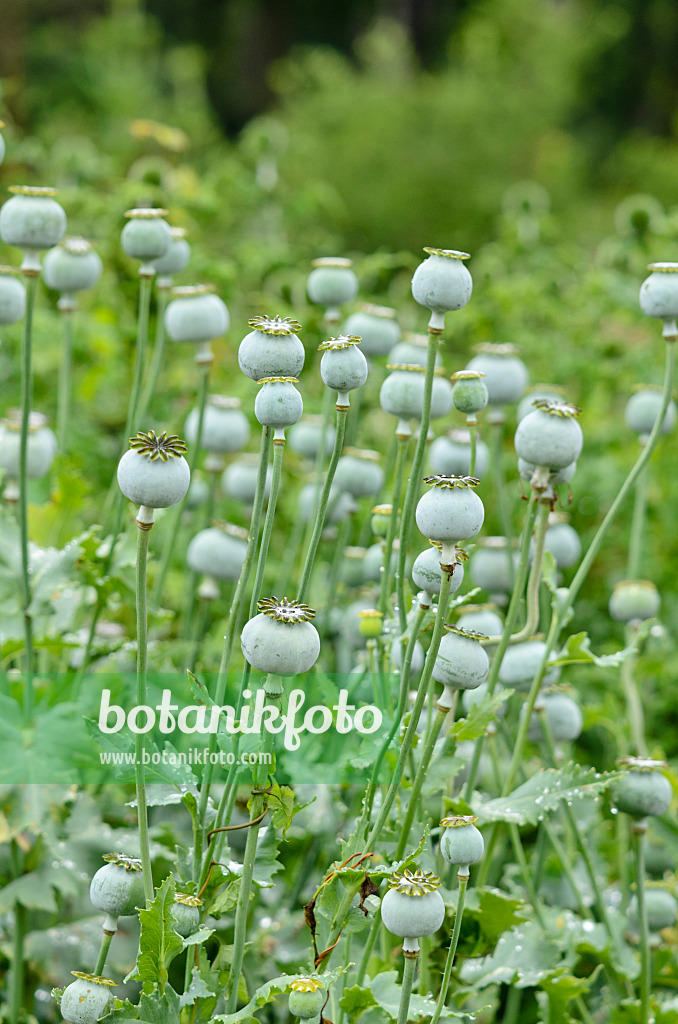 521455 - Pavot somnifère (Papaver somniferum)