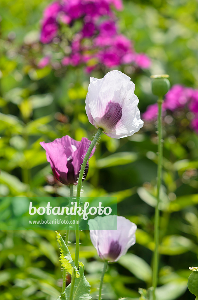 534111 - Pavot somnifère (Papaver somniferum)