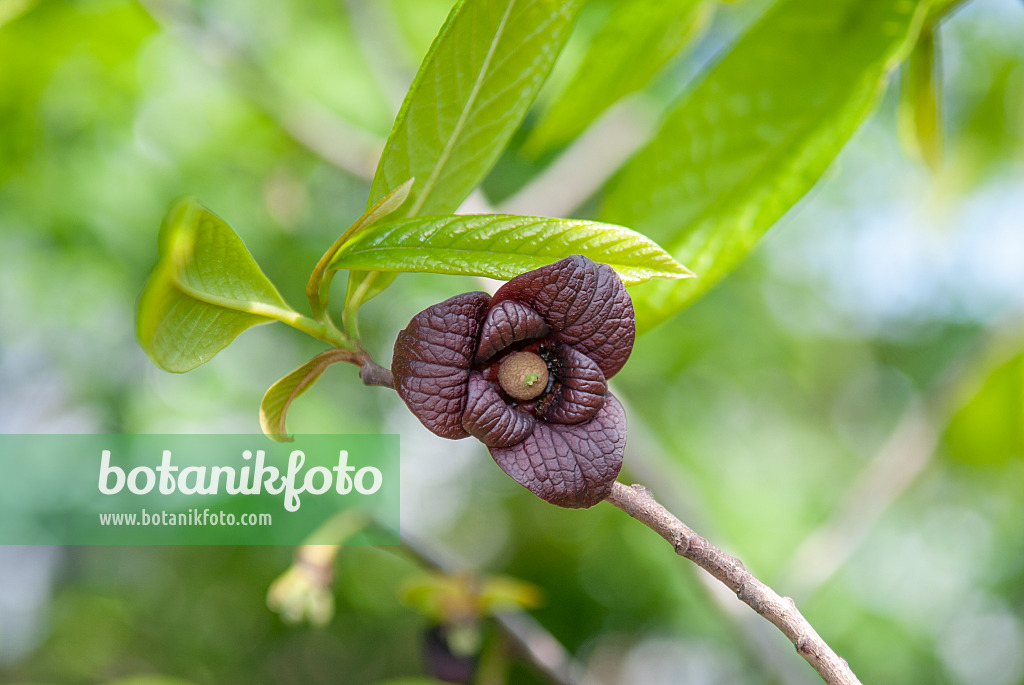 Pappaw asimina triloba imagem de stock. Imagem de flora - 208322961