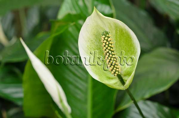 535021 - Peace lily (Spathiphyllum)