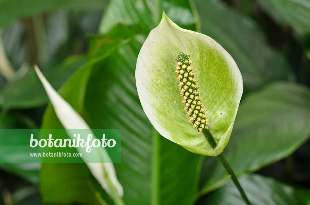 535021 - Peace lily (Spathiphyllum)