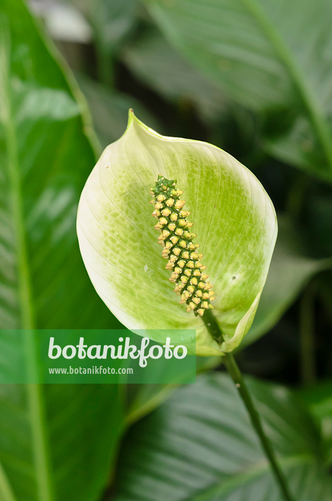 535022 - Peace lily (Spathiphyllum)