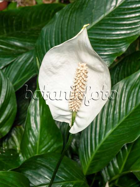 462023 - Peace lily (Spathiphyllum floribundum)