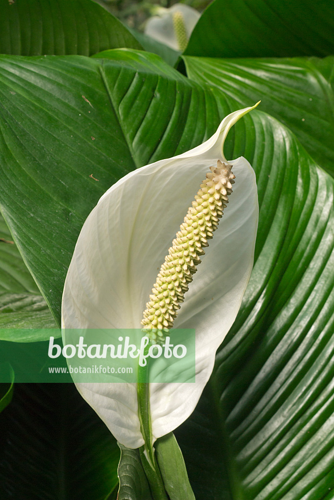 608024 - Peace lily (Spathiphyllum floribundum)