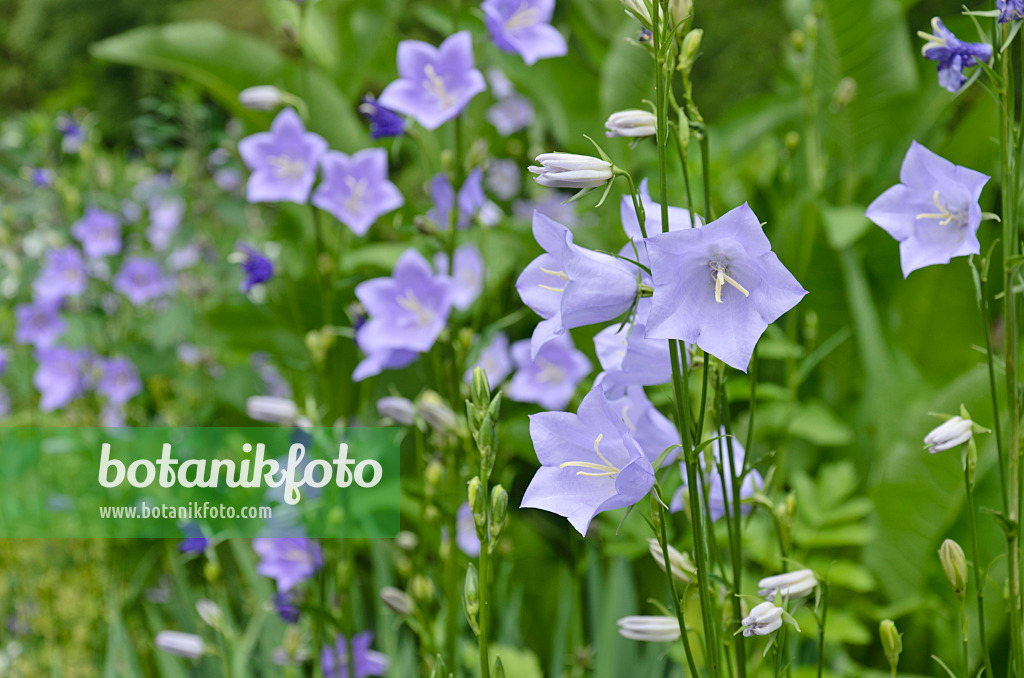 508533 - Peach-leaved bellflower (Campanula persicifolia)