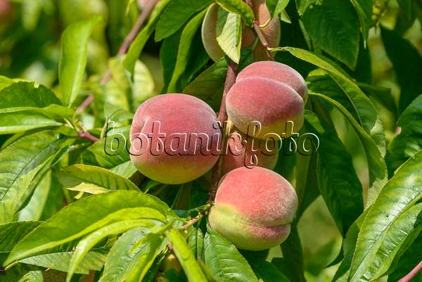 575249 - Peach (Prunus persica 'Bero')