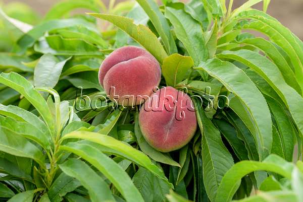575255 - Peach (Prunus persica 'Bonanza')