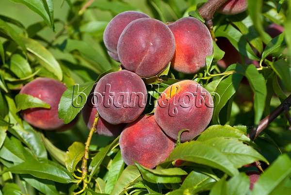 517347 - Peach (Prunus persica 'Collins')