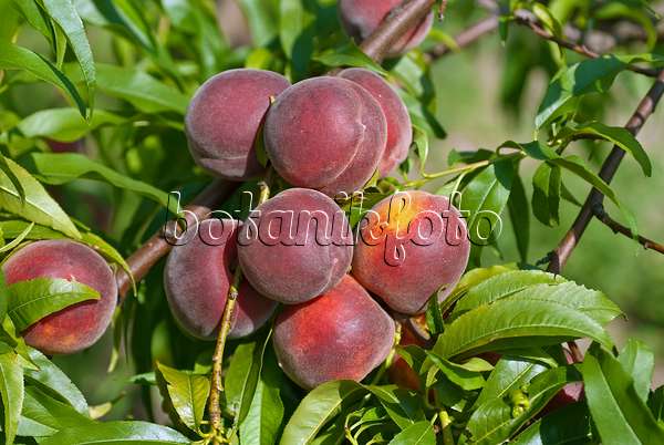 517348 - Peach (Prunus persica 'Collins')