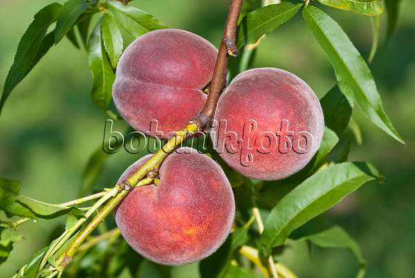 517349 - Peach (Prunus persica 'Collins')