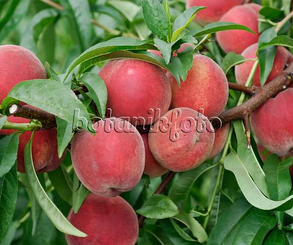 454060 - Peach (Prunus persica 'Elma')
