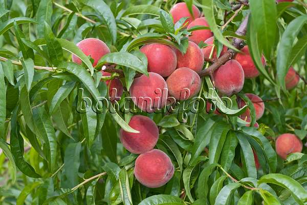 517350 - Peach (Prunus persica 'Elma')