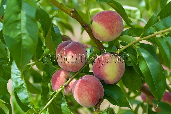 517351 - Peach (Prunus persica 'Früher Roter Ingelheimer')
