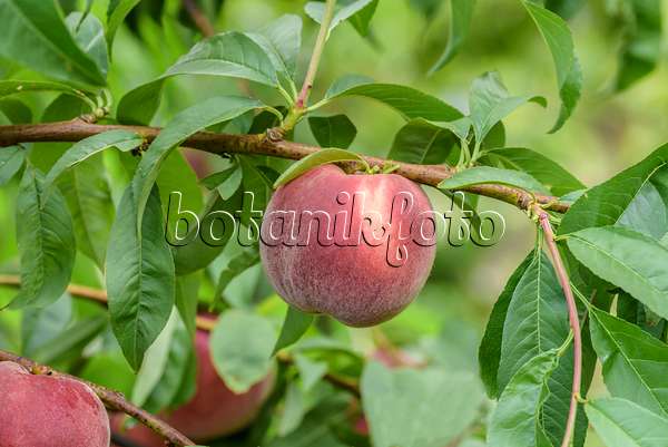 575261 - Peach (Prunus persica 'Helene')