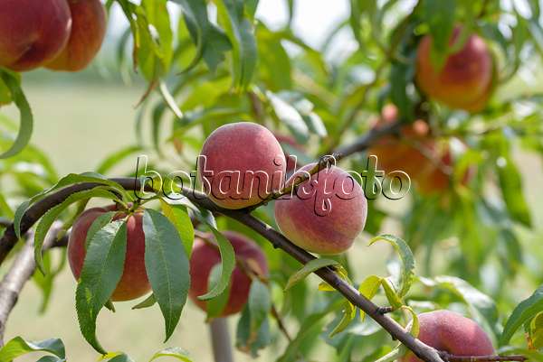 575263 - Peach (Prunus persica 'Jayhaven')