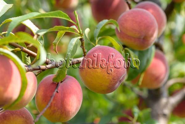 575264 - Peach (Prunus persica 'Jayhaven')