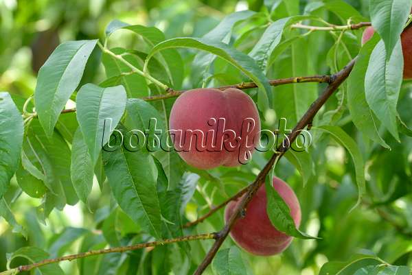 575265 - Peach (Prunus persica 'Maura')